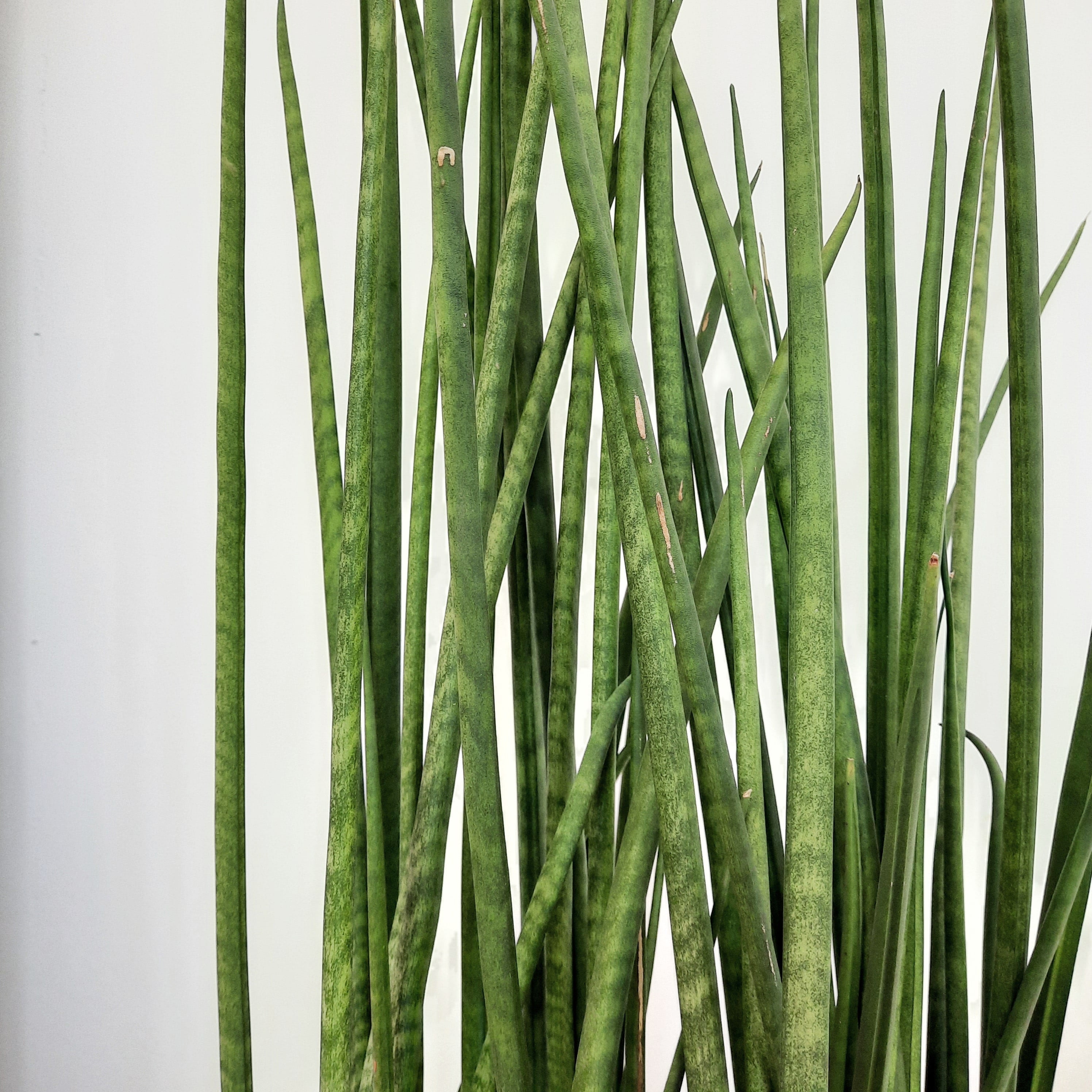 Sansevieria Lancia | Botanicals